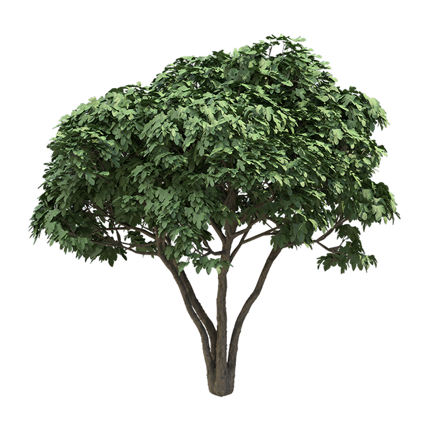 Ficus carica - Fig
